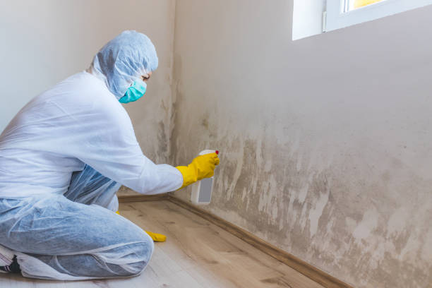 Licensed Mold Remediation service in Marion, IL - WQB Mold Removal